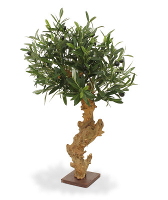 Zeytin bonsai ağacı (60 cm)