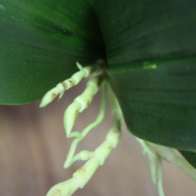 Orkide yaprağı buket x6