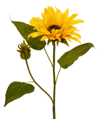 Słonecznik (50 cm)