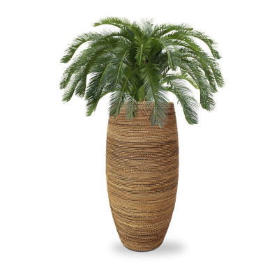 Palma cykas (125 cm)
