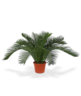 Palmeira bebê Cycas artificial 50 cm N