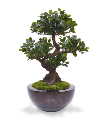 Mākslīgais Panda bonsai koks (70 cm)