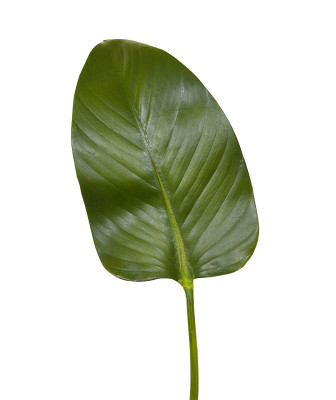 Strelicja liść (75 cm)