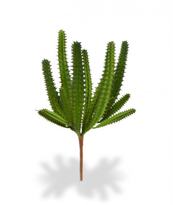 Euphorbia Kaktusas 20 cm