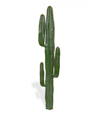 Euphorbia Kaktusas 140 cm