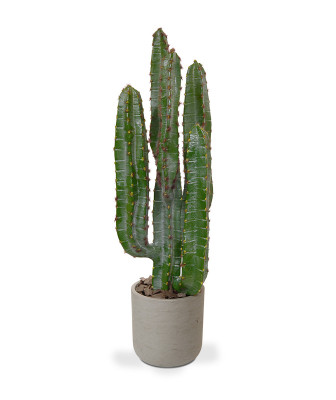Euphorbia Kaktusas 70 cm vazone