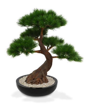 Pušis bonsai 80 cm ant pagrindo