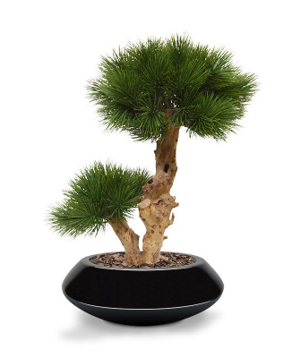 Hopeapinja bonsai (55 cm)