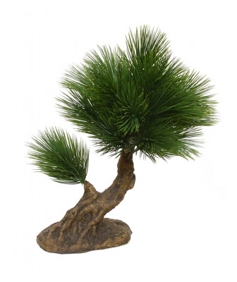 Sosna Bonsai (25 cm)