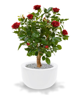 Róża (75 cm)