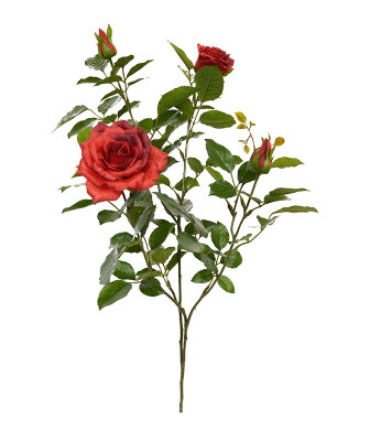 Róża łodyga (70 cm)