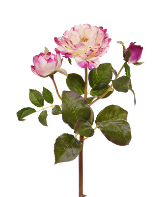 Róża łodyga (50 cm)
