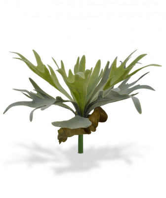 Staghorn Łosie Rogi bukiet (30 cm)