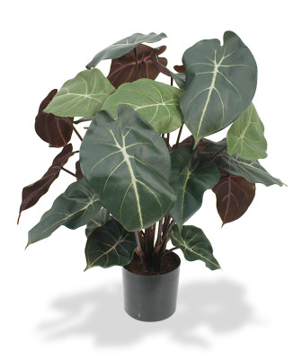 Syngonium roślina (60 cm)