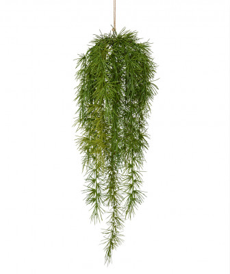 Asparagus Sprengera pnący (60 cm)
