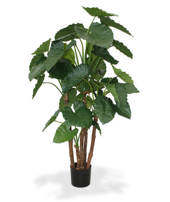 Alocasia Calidora (165 cm)