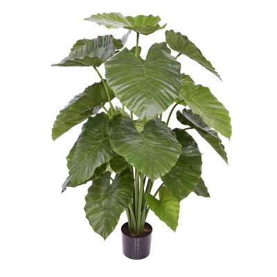 Alocasia Calidora (115 cm)