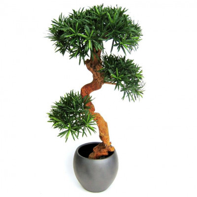 Suurilehtinen podokarpus bonsai (120 cm)