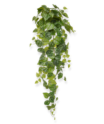 Scindapsus pstry wiszący (90 cm)