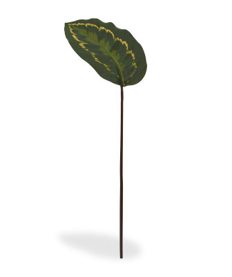 Roseopicta łodyga (50 cm)