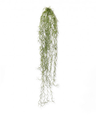 Tillandsia (75 cm)