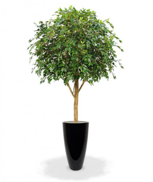 Ficus artificial - The Green Store