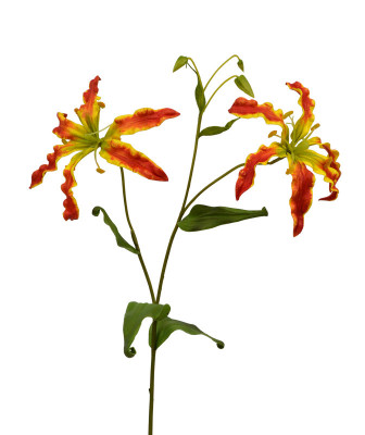 Глориоза роскошная (65 см)