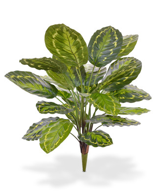 Kalatea Roseopicta roślina (65 cm)