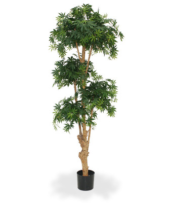 Akçaağaç Bonsai (170 cm)