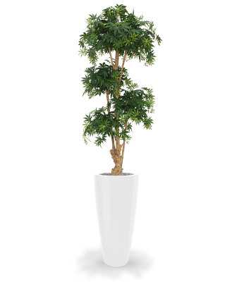 Vaahtera bonsai (170 cm)