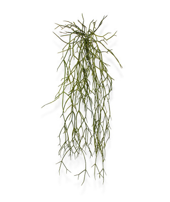 Rhipsalis Micrantha (55 cm)