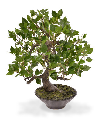 Fikus Wandi Bonsai (45 cm)