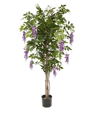 Wisteria drzewo (150 cm)