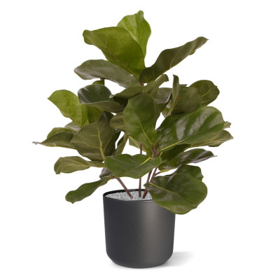 Fikus lirolistny Royal roślina (45 cm)