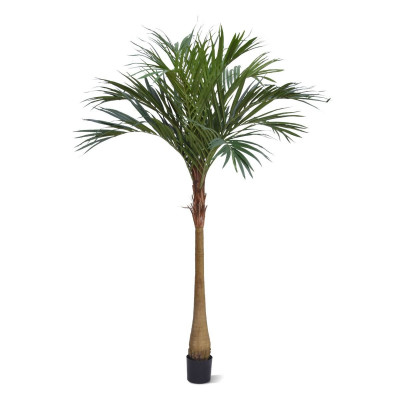 Пальма Равенея (225 см)