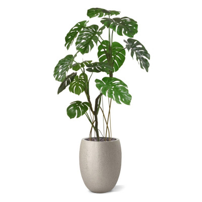 Monstera 150cm