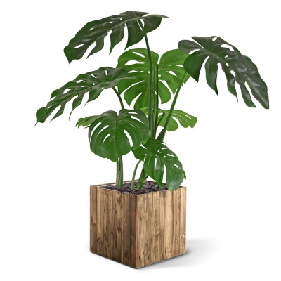 Monstera (75 cm) 