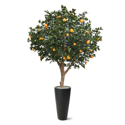 Appelsiinipuu (275 cm)
