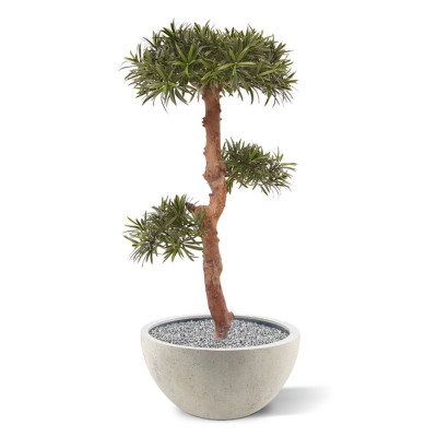 Podokarpas bonsai 105 cm UV