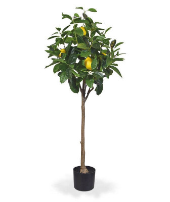 Sitruunapuu (120 cm)