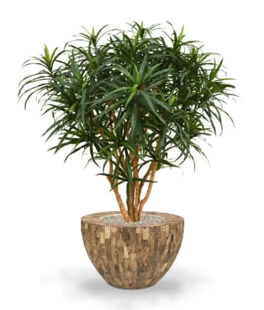 Dracena