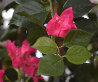 Bougainvillea