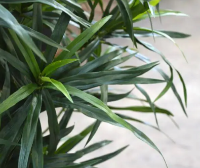 Dracena