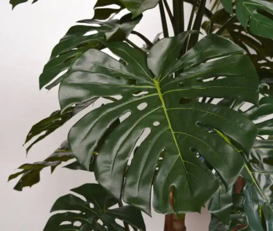 Monstera