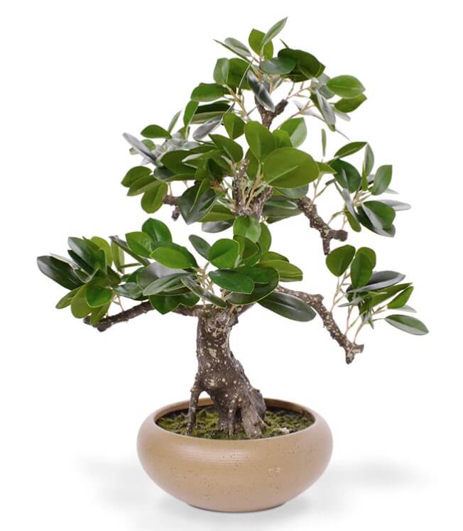 bonsai