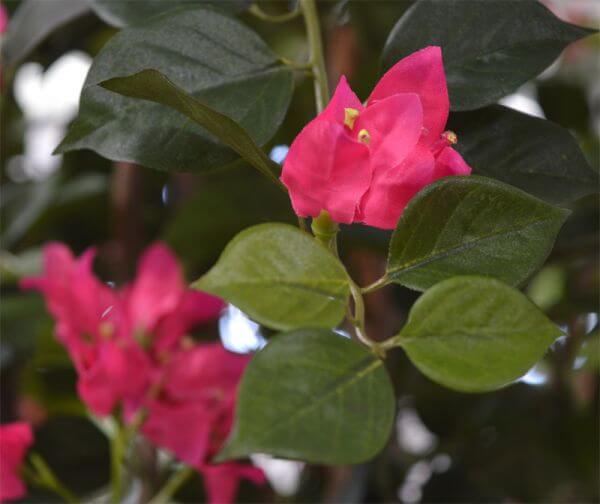 bugenvillea