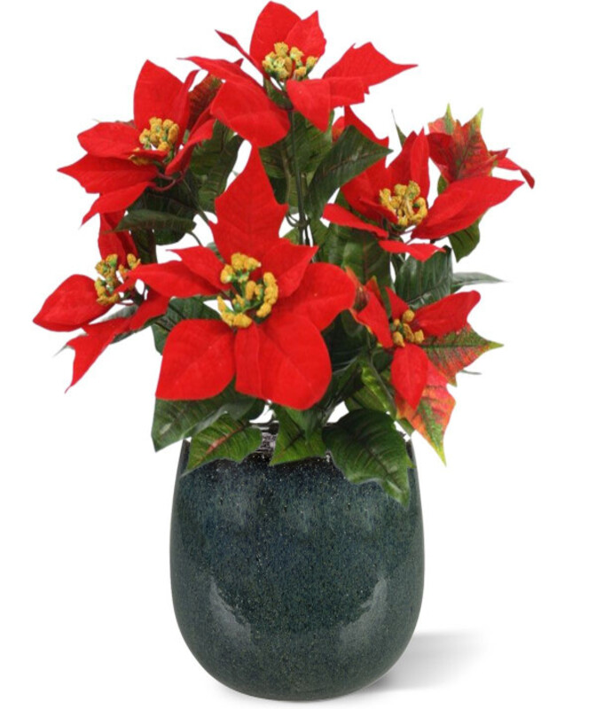 Poinsettia