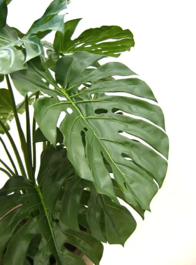 monstera 100 cm