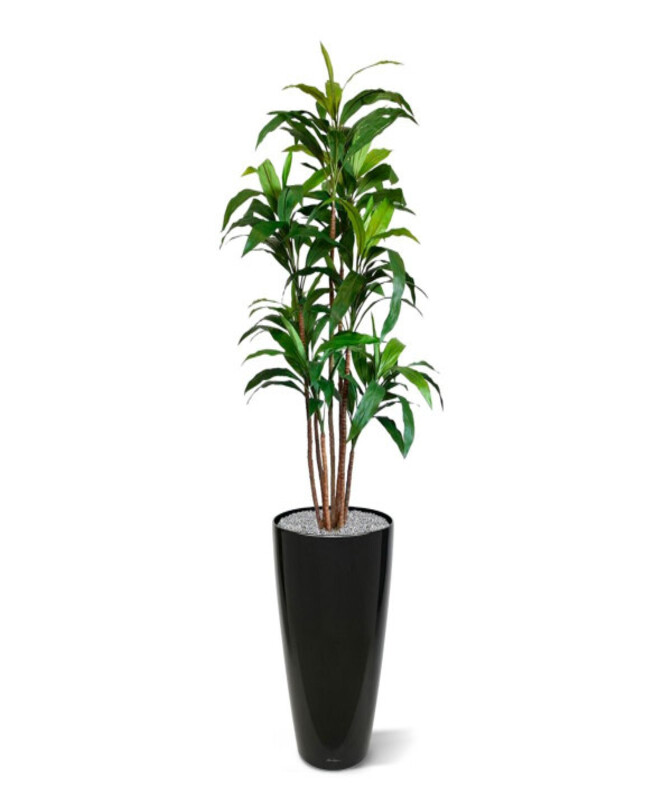 Dracena