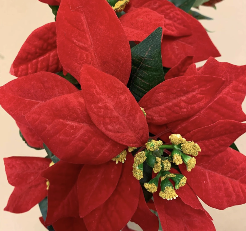 Poinsettia 25